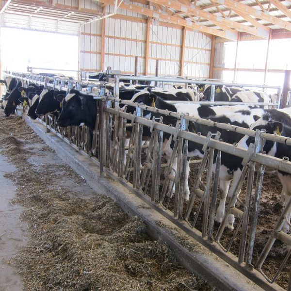 dairy cattle | IPM Labs